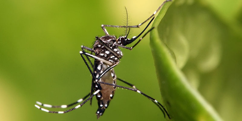 800px Aedes aegypti