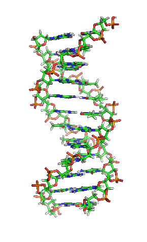 DNA orbit animated